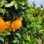 Side Mix Tour: Cabrio Safari & Green Canyon Boat & Waterfall - What to Expect from the Side Mix Tour