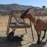 Sifnos: Goat Milking, Cheese-Making & Traditional Dinner - Why This Tour Works