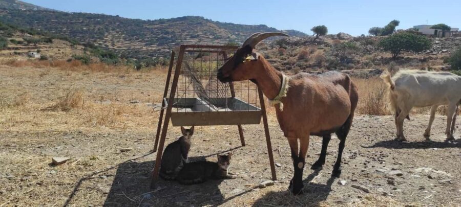 Sifnos: Goat Milking, Cheese-Making & Traditional Dinner - Why This Tour Works