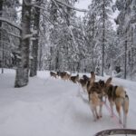Sirkka: Husky Sled Ride in Levi - Is It Worth the Price? Analyzing Value