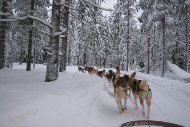 Sirkka: Husky Sled Ride in Levi - Is It Worth the Price? Analyzing Value