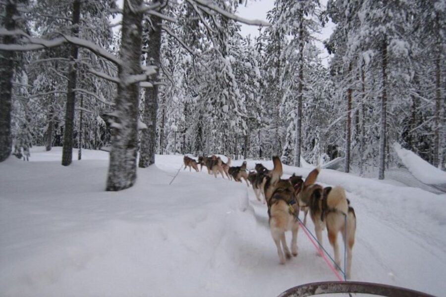 Sirkka: Husky Sled Ride in Levi - Is It Worth the Price? Analyzing Value
