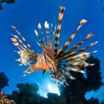 Sithonia: 1 Guided Shore Dive for Certified Divers - Practical Tips for a Smooth Experience