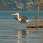 SKADAR LAKE: A national park with amazing flora and fauna! - Final Thoughts