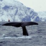 Skjervøy: Birds and Wildlife of Arctic Norway - Cultural and Historical Insights