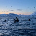 Skjervøy: Whale and Orca Watching Tour by RIB Boat - The Realities: Weather and Sightings