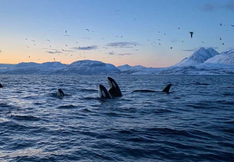 Skjervøy: Whale and Orca Watching Tour by RIB Boat - The Realities: Weather and Sightings