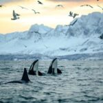 Skjervøy: Whale-Watching RIB Tour (No transfer from Tromso) - The Practicalities and Value