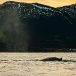 Skjervøy: Whale Watching with RIB Boat and Local Guide - Value and Overall Impression
