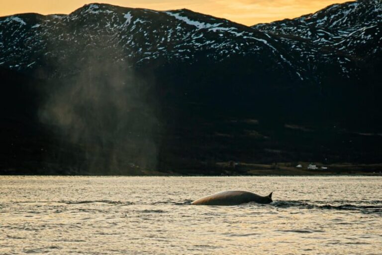 Skjervøy: Whale Watching with RIB Boat and Local Guide - Value and Overall Impression