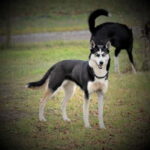 SLED DOG KENNEL VISIT TARTU COUNTRY ESTONIA - Why This Experience Is Worth It