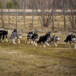 SLED DOGS VISIT & DRIVE ROUND TARTU COUNTRY ESTONIA - Who Will Love This Tour?