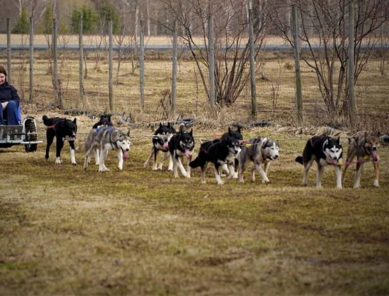 SLED DOGS VISIT & DRIVE ROUND TARTU COUNTRY ESTONIA - Who Will Love This Tour?