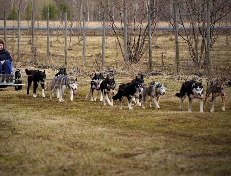 SLED DOGS VISIT & DRIVE ROUND TARTU COUNTRY ESTONIA - Who Will Love This Tour?