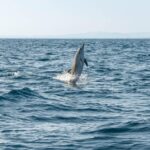 (Small Group) Dolphin & Marine Wildlife Watching Tour - FAQ