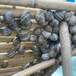 Snail and olive farm tour with table olives & homemade sweet - How the Day Unfolds