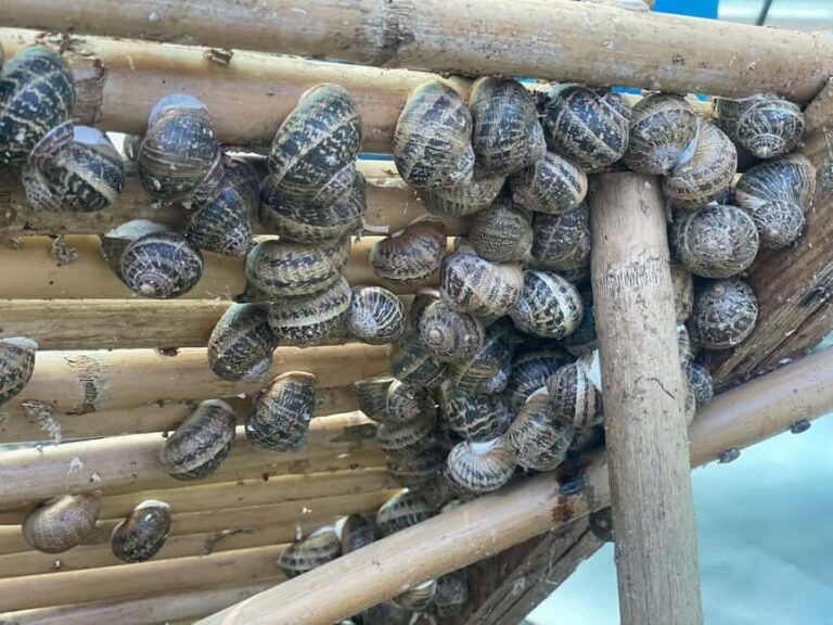 Snail and olive farm tour with table olives & homemade sweet - How the Day Unfolds