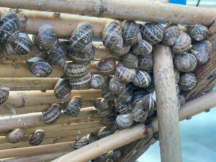 Snail and olive farm tour with table olives & homemade sweet - How the Day Unfolds