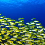 Snorkeling for beginners in crystal clear sea of Halkidiki - A Balanced Look at Halkidiki’s Snorkeling Adventure
