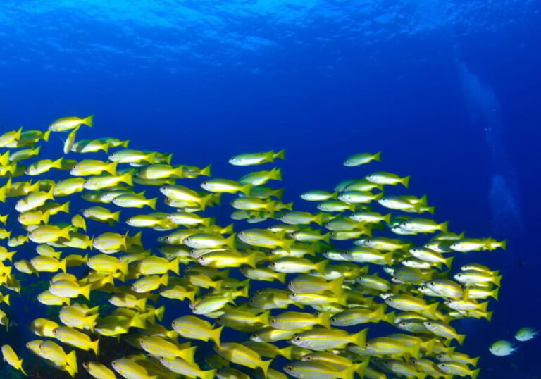 Snorkeling for beginners in crystal clear sea of Halkidiki - A Balanced Look at Halkidiki’s Snorkeling Adventure