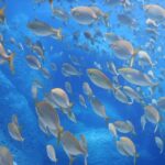 Snorkelling & Marine Biology Experience in the Cinque Terre - What to Expect During the Tour