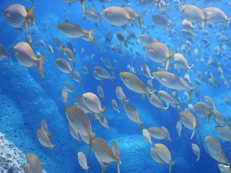 Snorkelling & Marine Biology Experience in the Cinque Terre - What to Expect During the Tour