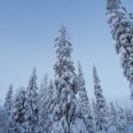 Snowshoeing in the Frozen Forest - Final Thoughts: Is It Worth It?