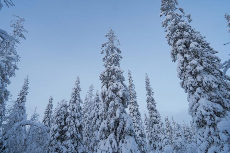 Snowshoeing in the Frozen Forest - Final Thoughts: Is It Worth It?