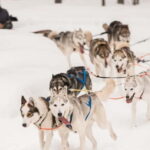 Snowy Trails Husky Safari (5 Km) - What You’ll Experience During the Ride
