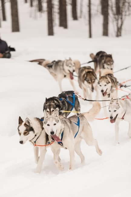 Snowy Trails Husky Safari (5 Km) - What You’ll Experience During the Ride