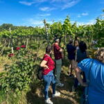 Soave: Wine Tasting and Vineyard Tour in Historical Centre - Discovering Soave’s Hidden Charm