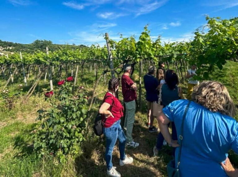 Soave: Wine Tasting and Vineyard Tour in Historical Centre - Discovering Soave’s Hidden Charm