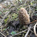 Sofia: Culinary Adventure To The Fungi And Botanical Kingdom - Full Breakdown of the Itinerary