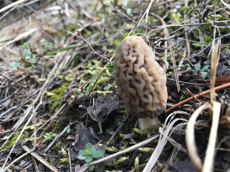 Sofia: Culinary Adventure To The Fungi And Botanical Kingdom - Full Breakdown of the Itinerary