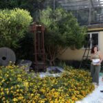 Sorrento: Guided Olive Mill Visit with Tastings - Why This Tour Works