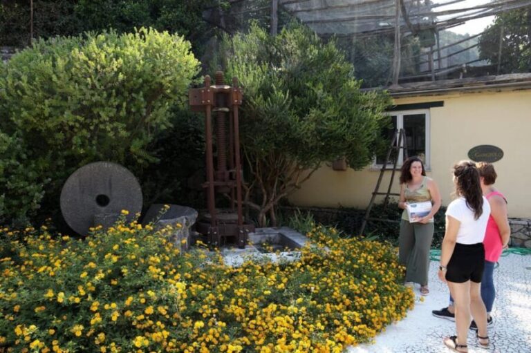 Sorrento: Guided Olive Mill Visit with Tastings - Why This Tour Works