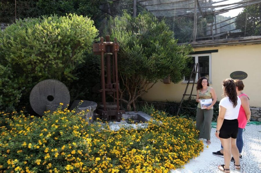 Sorrento: Guided Olive Mill Visit with Tastings - Why This Tour Works