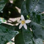 Sorrento: Lemon Garden Tour with Marmalade Tasting - The Lemon Garden Walk