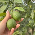 Sorrento: Lemon Tour & Limoncello Spritz Workshop - Who Will Love This Tour?