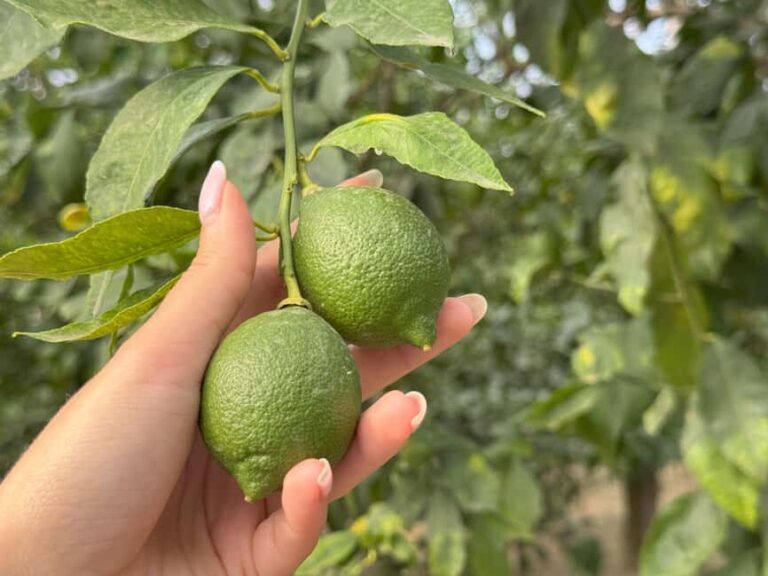 Sorrento: Lemon Tour & Limoncello Spritz Workshop - Who Will Love This Tour?