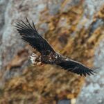 Sortland: Fjord and Sea Eagle Safari by RIB Boat - Who Should Consider This Tour?