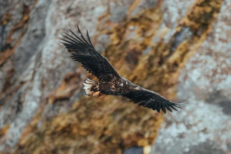 Sortland: Fjord and Sea Eagle Safari by RIB Boat - Who Should Consider This Tour?