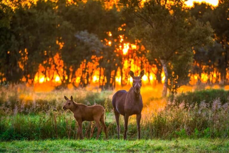 Sortland: Guided Arctic Moose Safari by Car - An In-Depth Look at the Moose Safari Experience