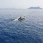 Sotogrande: Dolphin watching experience with expert crew - Who is this tour best suited for?