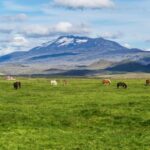 South Coast Classic: Full-Day Tour from Reykjavik - The Practical Side: What You Need to Know