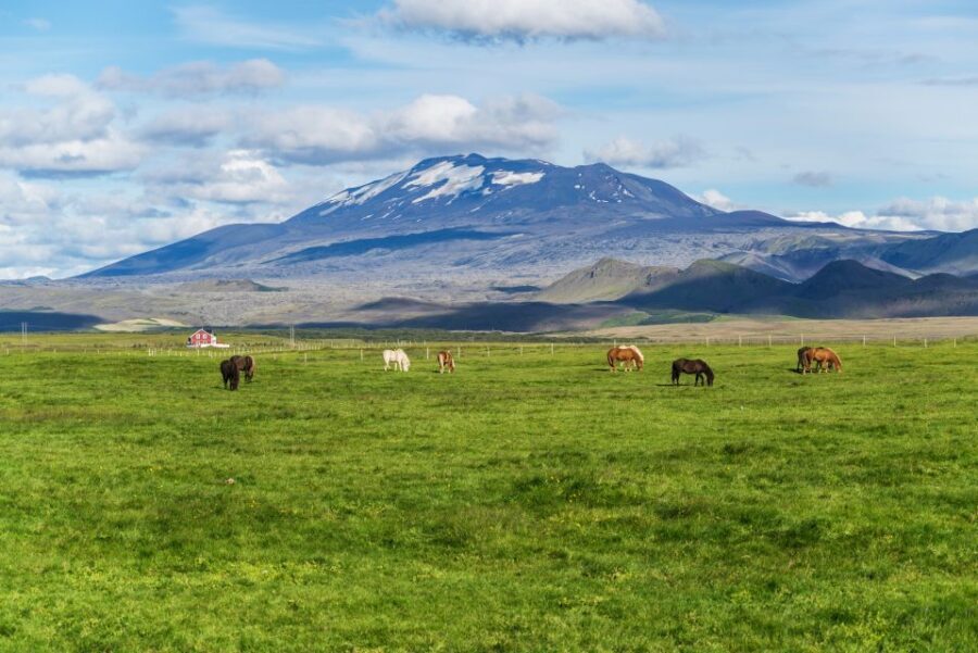 South Coast Classic: Full-Day Tour from Reykjavik - The Practical Side: What You Need to Know