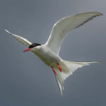 South Queensferry: Birdwatching Cruise with RSPB Guide - Practical Details That Matter