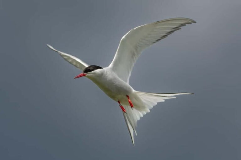 South Queensferry: Birdwatching Cruise with RSPB Guide - Practical Details That Matter