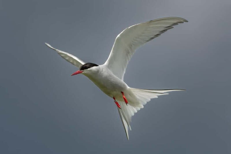South Queensferry: Birdwatching Cruise with RSPB Guide - Practical Details That Matter