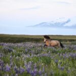 southern Iceland: Black beach riding tour - Reviews and Real Experiences